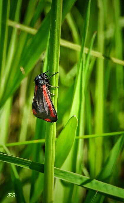 Natuurbeelden - Foto: Femmie Smink