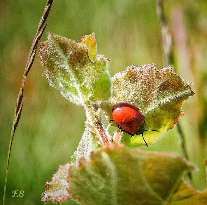 Natuurbeelden - Foto: Femmie Smink
