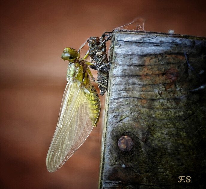 De uitsluiping van een libelle - Foto: Femmie Smink