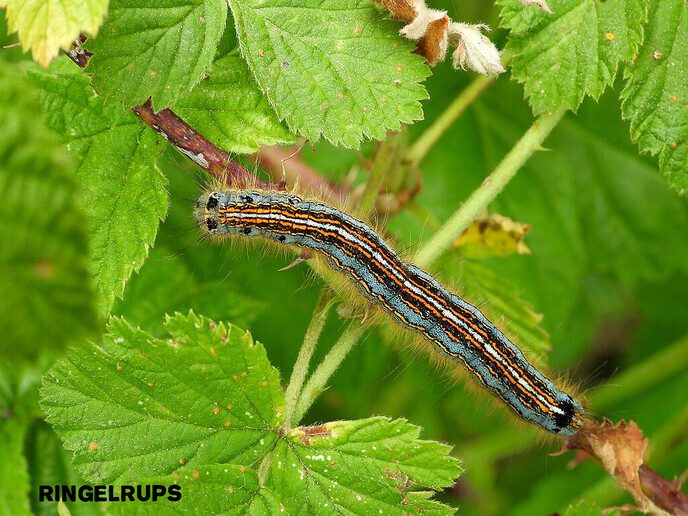 Femmie wandelt de natuurschoon te gemoed, deze keer Arrien - Foto: Femmie Smink