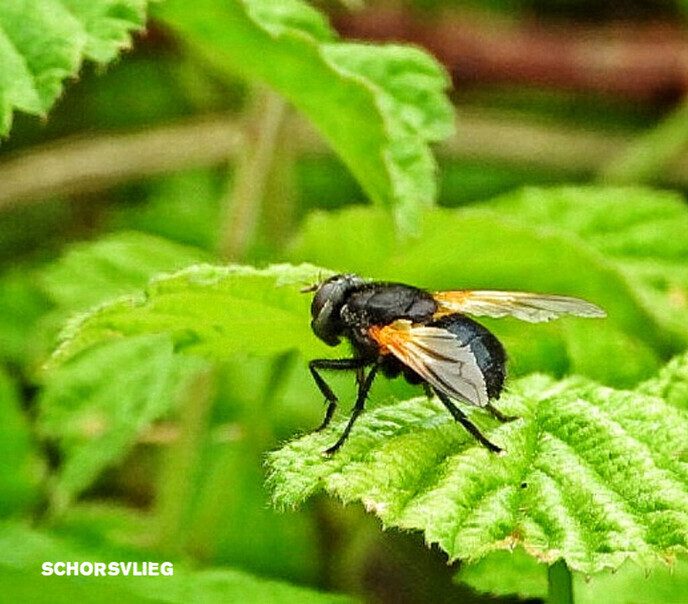 Femmie wandelt de natuurschoon te gemoed, deze keer Arrien - Foto: Femmie Smink