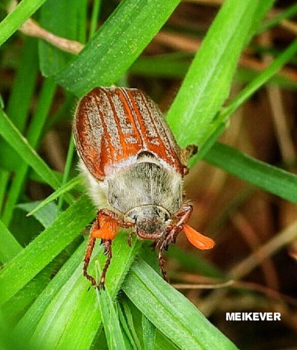 Femmie wandelt de natuurschoon te gemoed, deze keer Arrien - Foto: Femmie Smink
