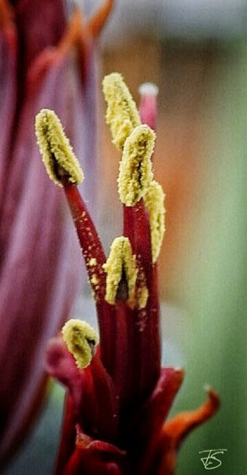 Bijna hoogtevrees om plant te fotograferen - Foto: Femmie Smink