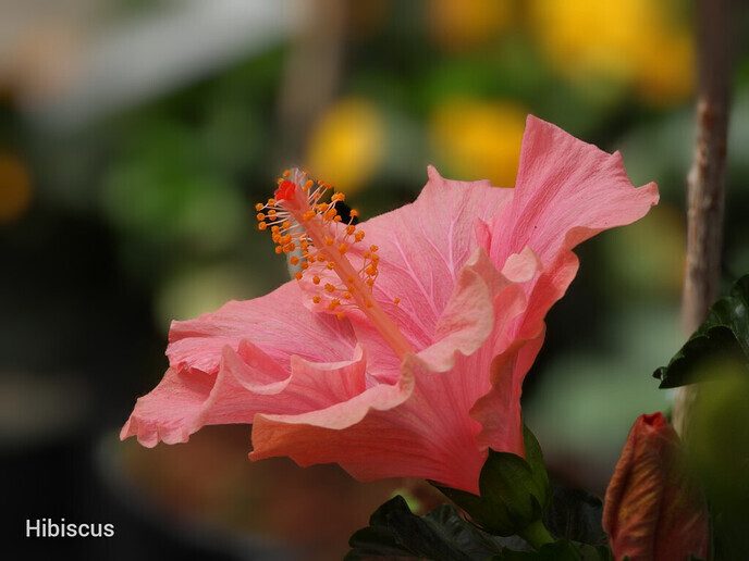 Bijna hoogtevrees om plant te fotograferen - Foto: Femmie Smink