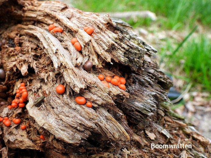 Foto’s van de Berg van Otten - Foto: Femmie Smink