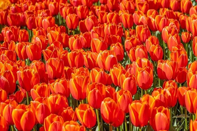 Dalfsen viert feest tijdens Koningsdag 2025 – Een kleurrijk en muzikaal evenement