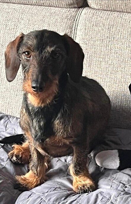 Hondje vermist - Foto: Ingezonden foto