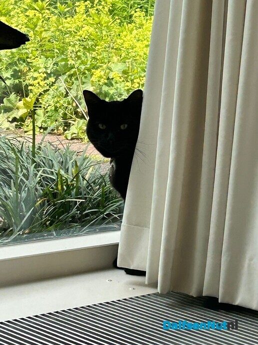 Vermiste kat Fred, was weggelopen, maar is nu weer thuis - Foto: Ingezonden foto