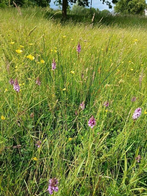 De gevlekte Rietorchis