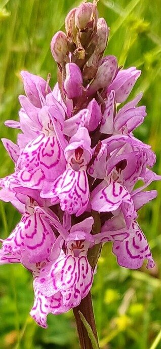De gevlekte Rietorchis
