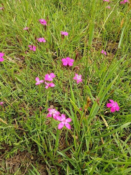 De gevlekte Rietorchis