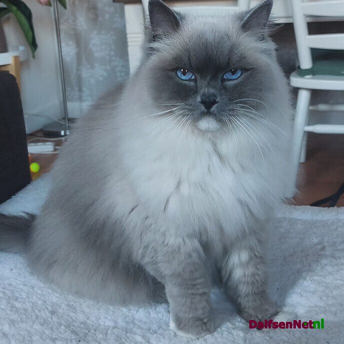 Kat vermist! - Foto: Ingezonden foto