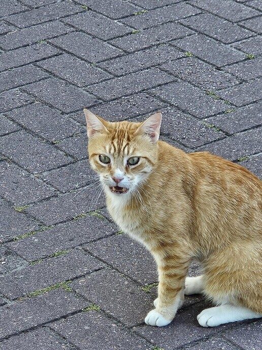 Poes bij de BP Rondweg Dalfsen: ook opgelost - Foto: Ingezonden foto