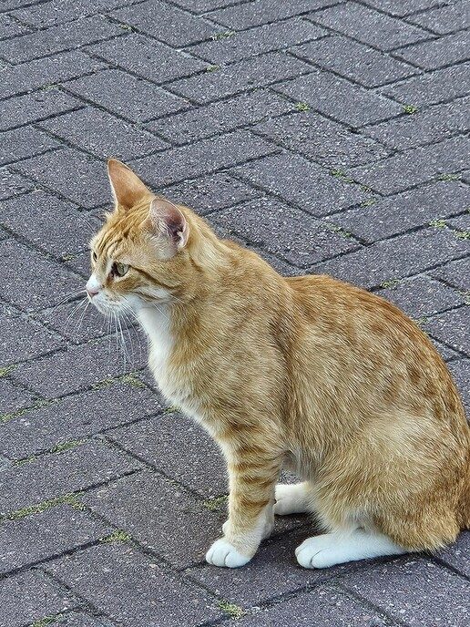 Poes bij de BP Rondweg Dalfsen: ook opgelost - Foto: Ingezonden foto