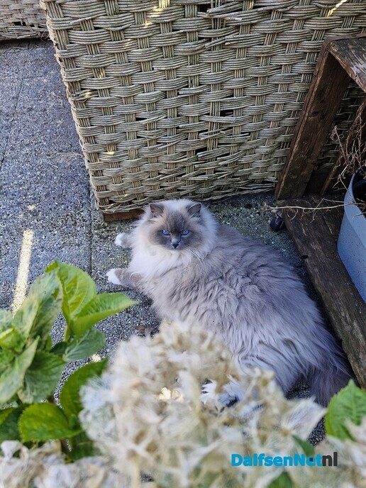 Kat vermist! - Foto: Ingezonden foto