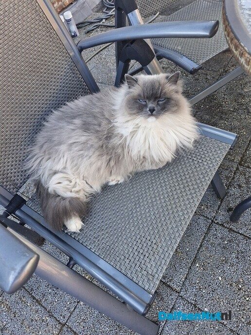Kat vermist! - Foto: Ingezonden foto