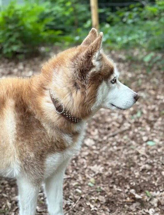Hond vermist omgeving Laarbrug (en ook weer terug) - Foto: Ingezonden foto