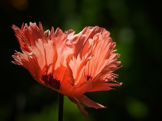 Een variatie aan bloemen in beeld gebracht - Foto: Femmie Smink