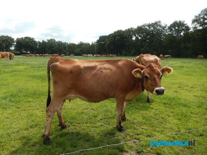Deelnemers van de “Groene Looper”: wat een bofkonten - Foto: Willy