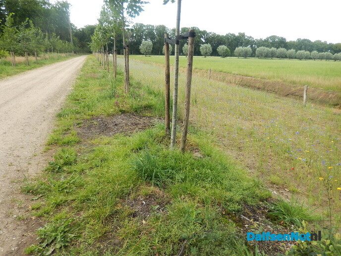 Langs het Aalshorsterpad is nu een zee van bloemen - Foto: Willy