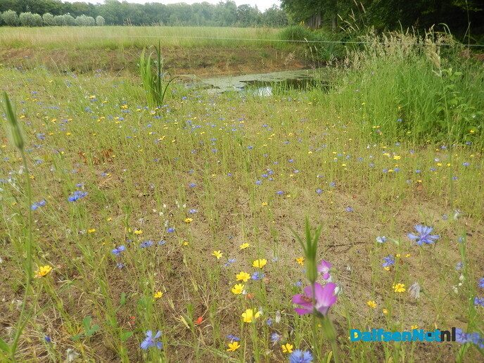 Langs het Aalshorsterpad is nu een zee van bloemen - Foto: Willy