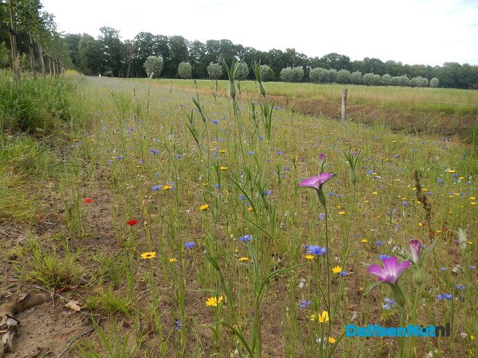 Langs het Aalshorsterpad is nu een zee van bloemen - Foto: Willy