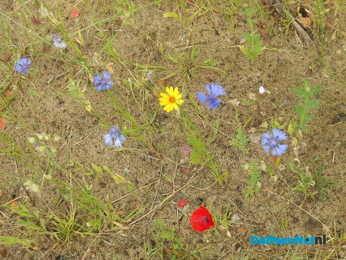 Langs het Aalshorsterpad is nu een zee van bloemen - Foto: Willy