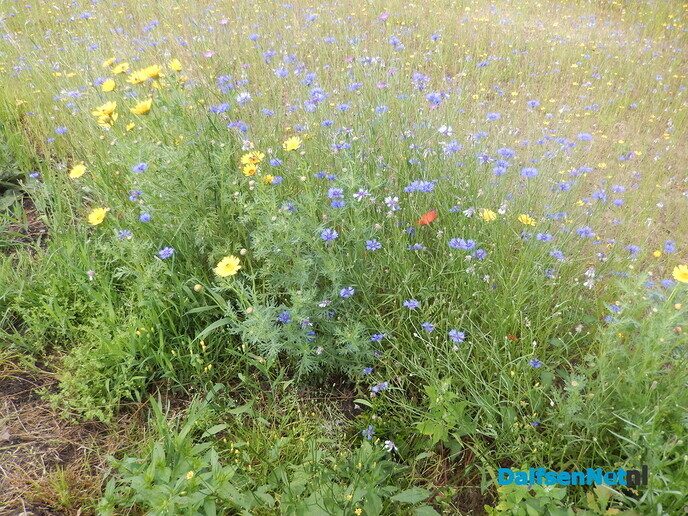 Langs het Aalshorsterpad is nu een zee van bloemen - Foto: Willy