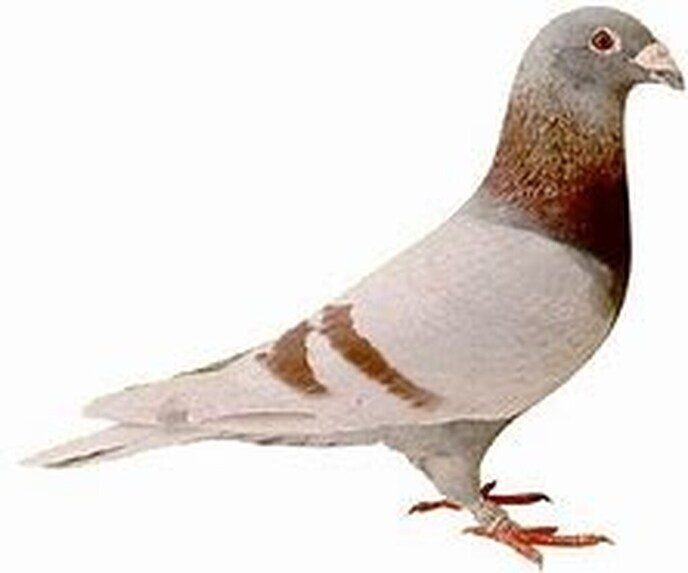 Zo vlogen de duiven… uit Nieuwleusen - Foto: Ingezonden foto