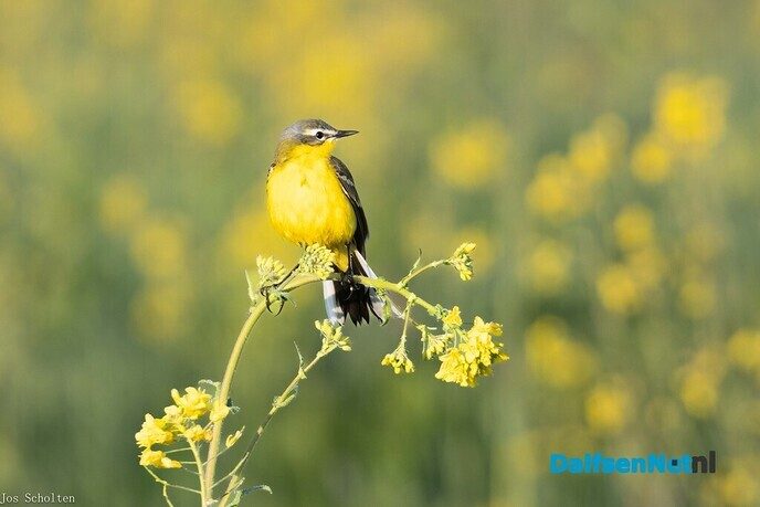 Koeiewachtertje - Foto: Ingezonden foto