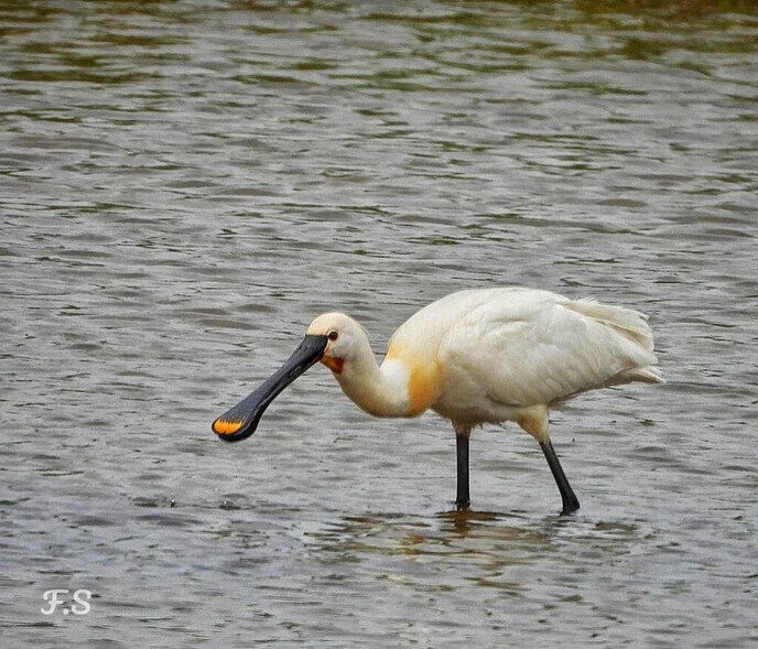 Er kwamen diverse vogels voor de lens - Foto: Femmie Smink