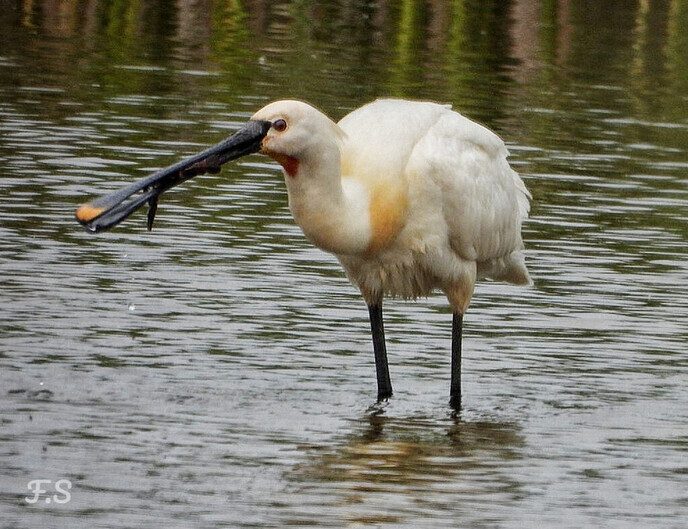 Er kwamen diverse vogels voor de lens - Foto: Femmie Smink