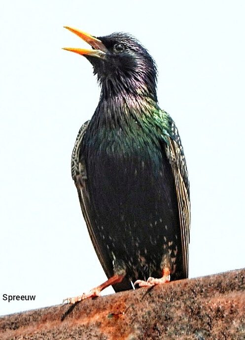 Er kwamen diverse vogels voor de lens - Foto: Femmie Smink