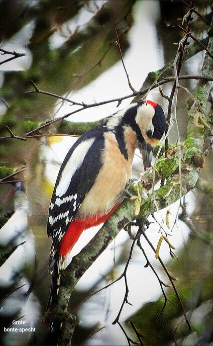 Er kwamen diverse vogels voor de lens - Foto: Femmie Smink