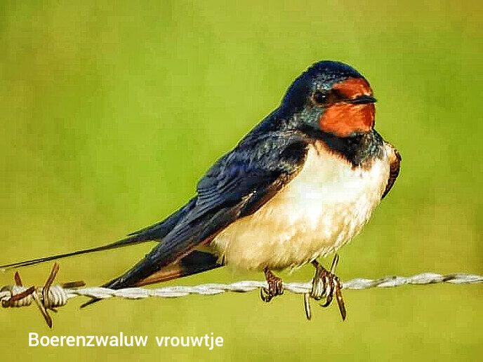 Er kwamen diverse vogels voor de lens - Foto: Femmie Smink