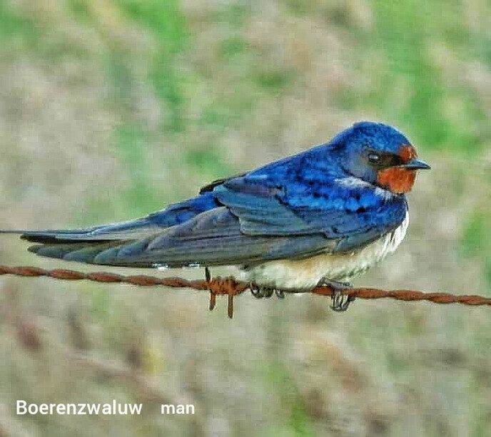 Er kwamen diverse vogels voor de lens - Foto: Femmie Smink