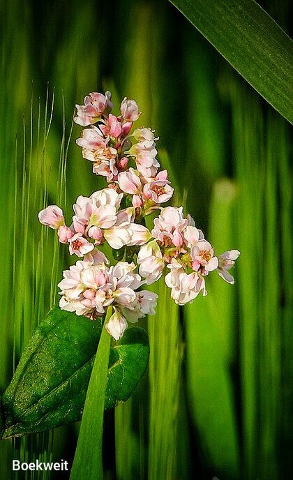 Een variatie aan bloemen in beeld gebracht - Foto: Femmie Smink