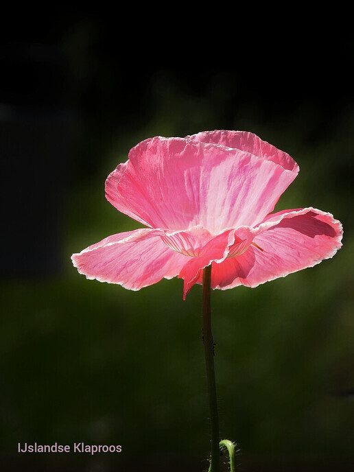 Een variatie aan bloemen in beeld gebracht - Foto: Femmie Smink