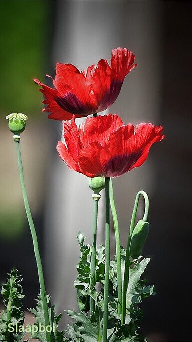 Een variatie aan bloemen in beeld gebracht - Foto: Femmie Smink