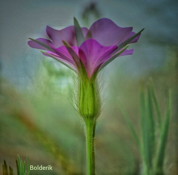 Een variatie aan bloemen in beeld gebracht - Foto: Femmie Smink