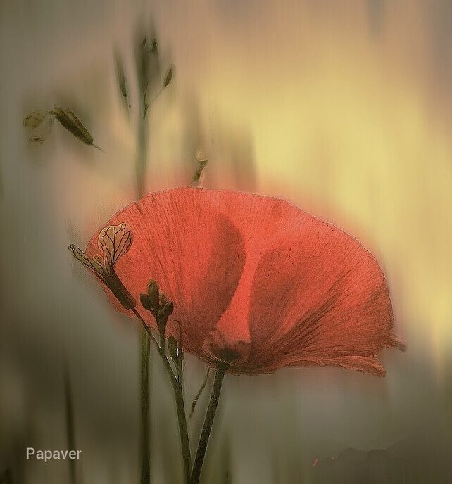 Een variatie aan bloemen in beeld gebracht - Foto: Femmie Smink