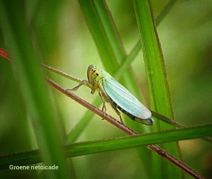 Insecten keken mee bij tuinwerkzaamheden - Foto: Femmie Smink