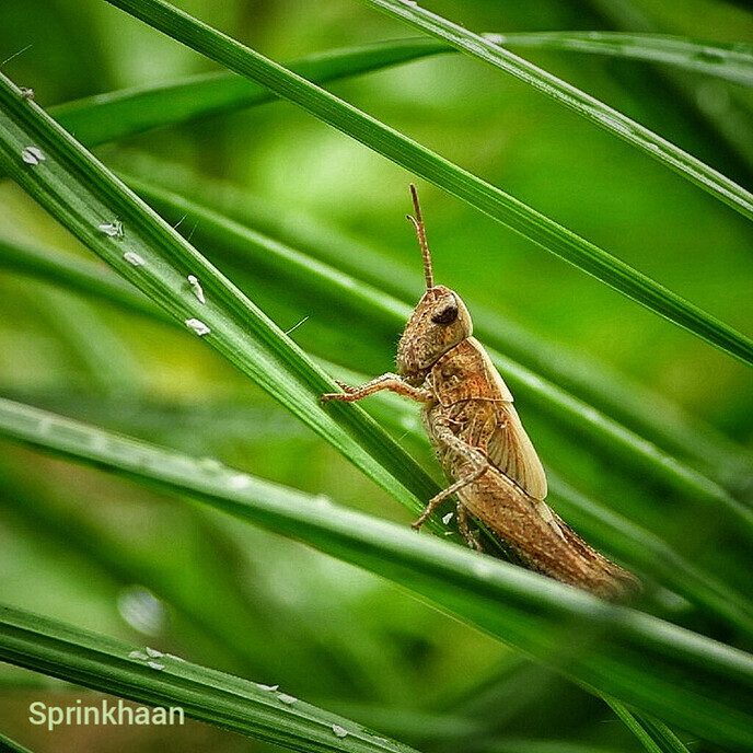 Insecten keken mee bij tuinwerkzaamheden - Foto: Femmie Smink