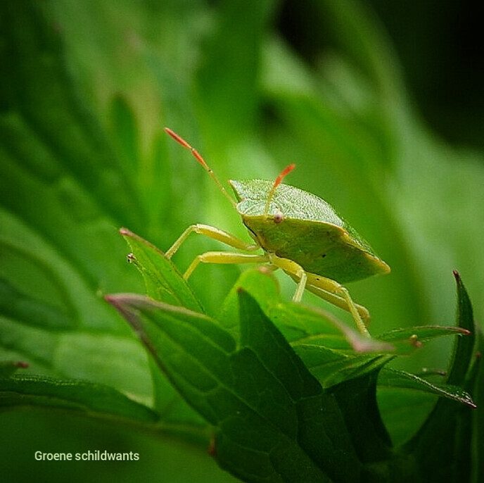 Insecten keken mee bij tuinwerkzaamheden - Foto: Femmie Smink