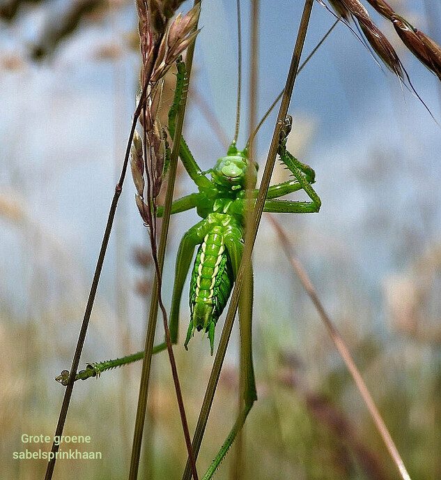 Insecten keken mee bij tuinwerkzaamheden - Foto: Femmie Smink