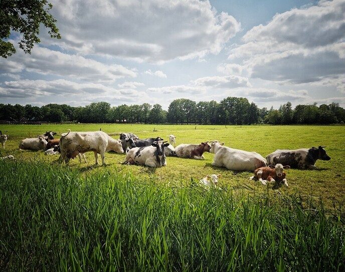 In landelijk Nieuwleusen is het ook prachtig - Foto: Femmie Smink