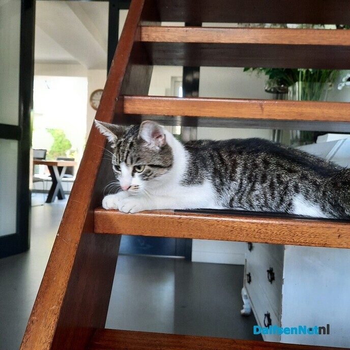 Poes gevonden en ook al weer thuis, sneller kan haast niet - Foto: Ingezonden foto