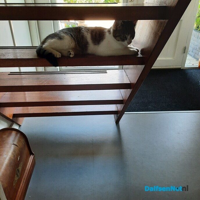 Poes gevonden en ook al weer thuis, sneller kan haast niet - Foto: Ingezonden foto