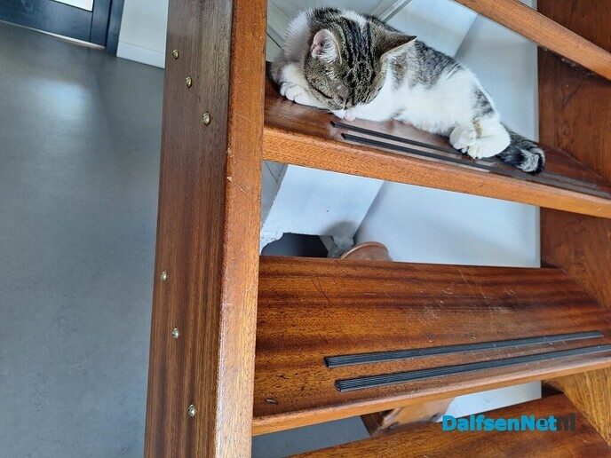 Poes gevonden en ook al weer thuis, sneller kan haast niet - Foto: Ingezonden foto