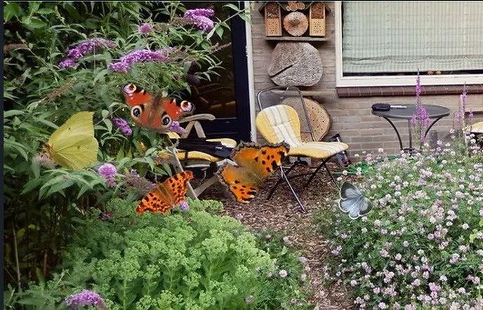 De Tuinvlindertelling komt er weer aan - Foto: Ingezonden foto